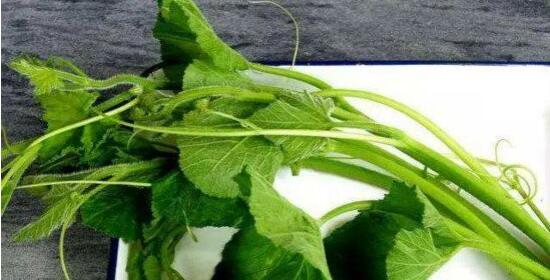 南瓜藤妙用：可食又可药